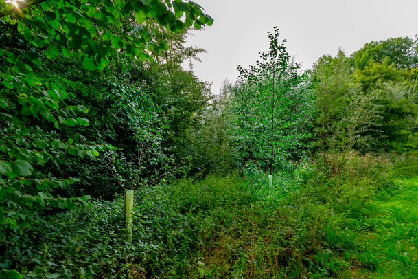 Thumbnail: _JA 40822 Gemeinde hat neue Bäume gepflanzt.jpg